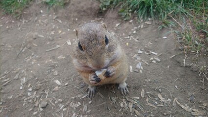 Ground squirrel in the garden