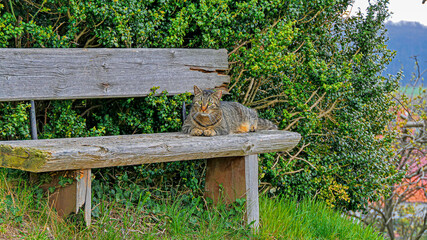 Die Katze auf der Bank