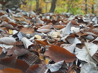 fallen autumn leaves
