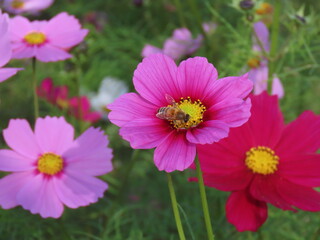 Obraz premium 大原のコスモス畑、蜂もやってくる