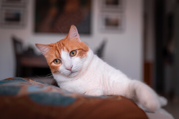 close up. brown and white cat with yellow eyes