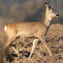 Sarny na jesiennym polu w słoneczny dzień © Michał Kurzątkowski