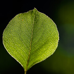 Texture of a green leaf as background