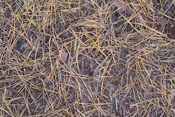 Light yellow fallen dry pine needles on the ground in October