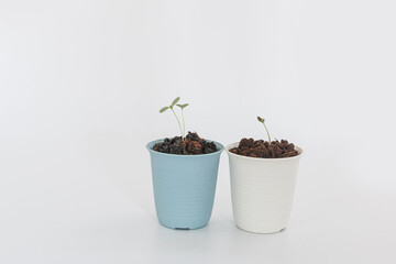 The seedling are growing in  potted plants on a white background