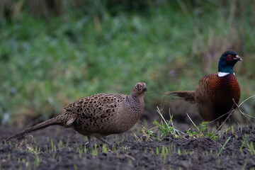 stadko bażantów pasących się na polu
