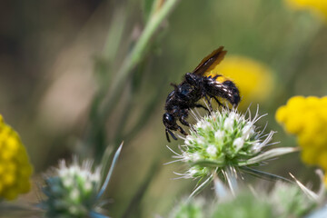 Scolia hirta Hymenoptera, Scoliidae sitting on a yellow flower