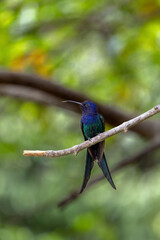 The swallow-tailed hummingbird perched on a branch of a tree in the forest. Its tail resembles scissors. The specie Eupetomena macroura also know the Beija-flor Tesosura. Birdwatching. Animal World.
