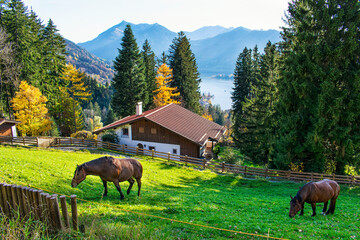 Horses grazing grass in the mountain meadow in Fall . Horses grazing green grass and Schliersee lake Autumn landscape as a background, Bavaria, Germany