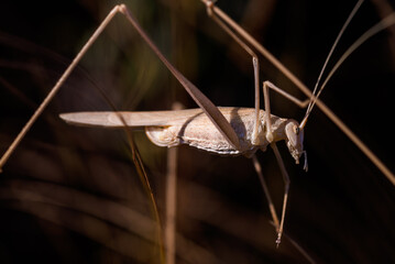 Image of a white grasshopper locust in a meadow, closeup