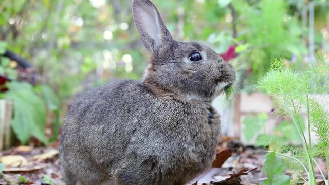 Gray garden rabbit munches on green fennel plant then looks at camera cute face