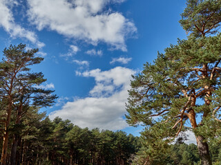 Nature background. Green, blue and white colors in a landscape of tall pine trees and big white clouds in a bright sky of a summer day. Guadarrama mountains, province of Madrid, Spain. Europe