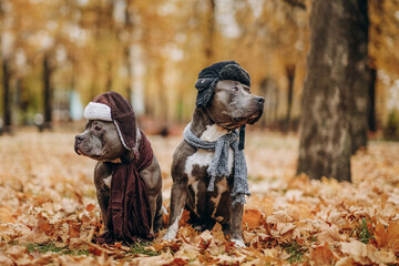Family day. Walk in the park in autumn. Dogs of the American Bully breed in the park in a hat and a...