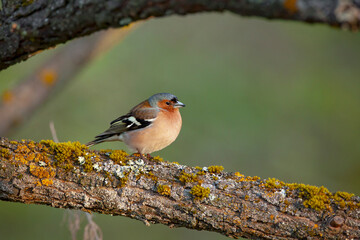 Common chaffinch-Songbird of the finch family