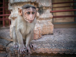 Monkey bandits in an Indian temple
