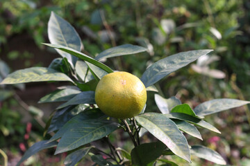 unripe citrus tangerine growing on a tree in the garden. Horizontal image