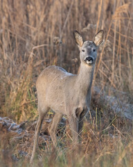 sarny na zimowej łące © Michał Kurzątkowski