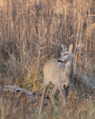 sarny na zimowej łące © Michał Kurzątkowski