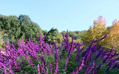 爽やかな紫色の花　秋のハーブ　山　風景