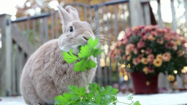 Rufus Rabbit eats giant bunch of parsley as is spins around mouth in fall with beautiful golden boken sunligh