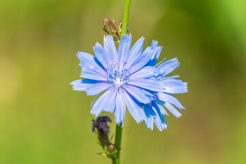 Chicory flower and beautiful, green background.