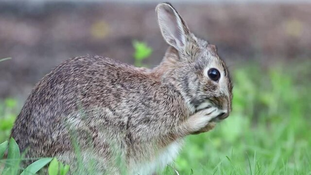 Small Cottontail Rabbit cleans face then stops at end