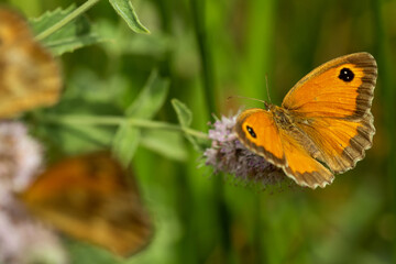 The gatekeeper butterfly sits on a flower with wide-spread wings.