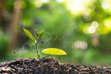 Go green concept, growth tree with biochemistry structure over blurred nature background