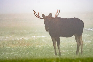 Dzika natura w Polsce, dzikie zwierzęta w naturalnym pejzażu © Michał Kurzątkowski