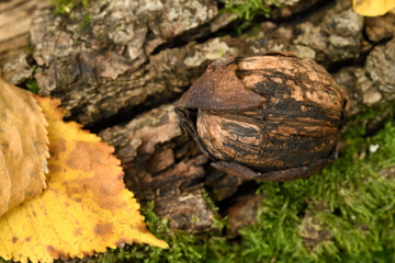 Wild walnut 