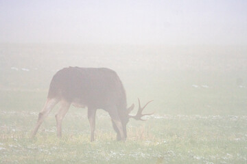 Dzika natura w Polsce, dzikie zwierzęta w naturalnym pejzażu © Michał Kurzątkowski