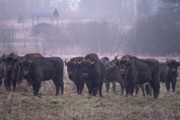 Dzika natura w Polsce, dzikie zwierzęta w naturalnym pejzażu © Michał Kurzątkowski