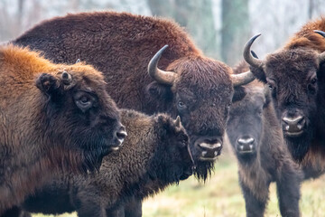 Dzika natura w Polsce, dzikie zwierzęta w naturalnym pejzażu © Michał Kurzątkowski