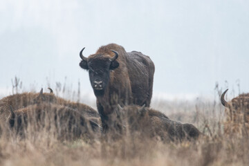 Dzika natura w Polsce, dzikie zwierzęta w naturalnym pejzażu © Michał Kurzątkowski