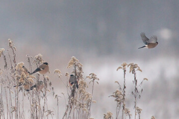Dzika natura w Polsce, dzikie zwierzęta w naturalnym pejzażu © Michał Kurzątkowski