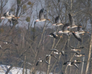 Dzika natura w Polsce, dzikie zwierzęta w naturalnym pejzażu © Michał Kurzątkowski