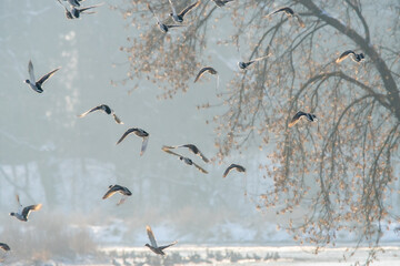 Dzika natura w Polsce, dzikie zwierzęta w naturalnym pejzażu © Michał Kurzątkowski