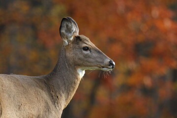 Cerf de Virginie en situation hivernale et automnale dans un parc national au Qu&eacute;bec
