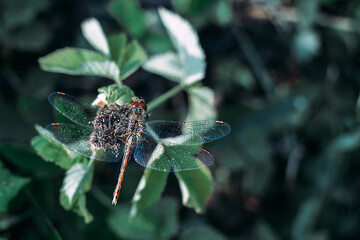 Dragonfly. Flight. Wings. Dragonfly on a flower. On the fly.