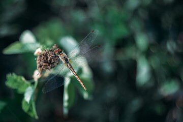 Dragonfly. Flight. Wings. Dragonfly on a flower. On the fly.
