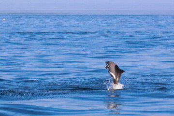 dolphin in the sea