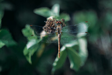 Dragonfly. Flight. Wings. Dragonfly on a flower. On the fly.