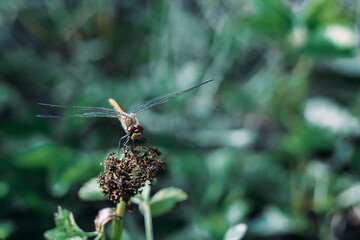 Dragonfly. Flight. Wings. Dragonfly on a flower. On the fly.