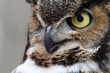 Grand Duc d'Am&eacute;rique en centre de r&eacute;adaptation pour oiseaux de proies