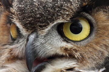 Grand Duc d'Am&eacute;rique en centre de r&eacute;adaptation pour oiseaux de proies
