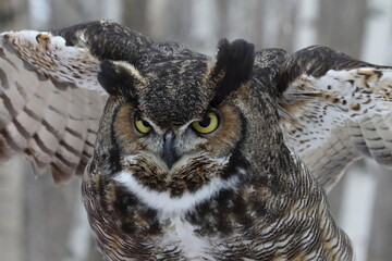 Grand Duc d'Amérique en centre de réadaptation pour oiseaux de proies