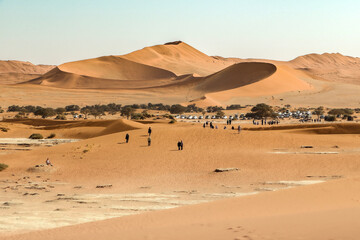 camels in the desert