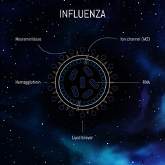 Influenza virus structure with proteins, membrane and RNA. Flu stain medical infographic with disease cell as line art illustration.