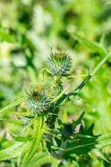 Arctium is a genus of biennial plants commonly known as burdock, family Asteraceae.