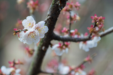 blossom